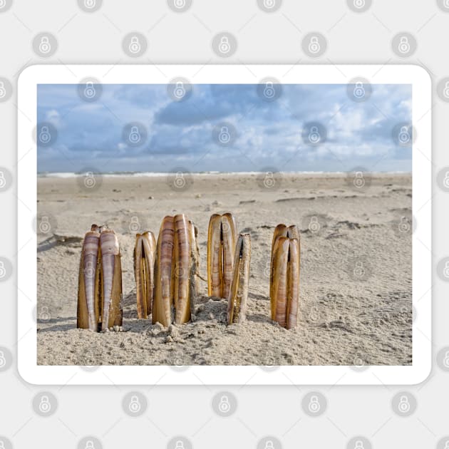 Composition of razor clams on beach Sticker by Dolfilms